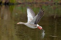 Graugans ueber Wasser