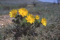Adonisroeschen Cevennen