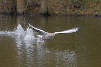 Graugans vertreibt Nachbarn