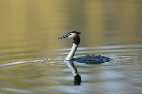 Haubentaucher Morgenlicht
