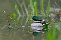 Stockente Erpel Ufer