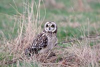 Sumpfohreule im Gras von vorn