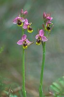 Bienenragwurz 2 Stiele