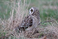 Sumpfohreule n hinten schauend