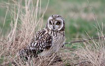 Sumpfohreule n unten blickend