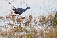 Purpurhuhn schreitend