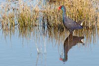 Purpurhuhn mit Spiegelbild