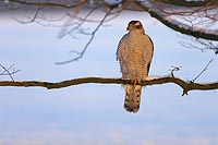 Habicht entspannt Schnee