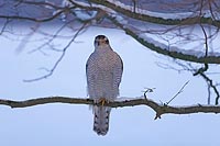 Habicht frontal im Winter