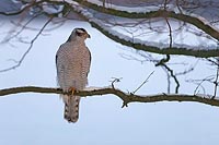 Habicht i Baumkrone Winter