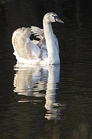 Hoeckerschwan junger HF