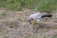 Kornweihe kroepft Maus