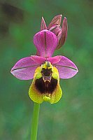 Bienenragwurz Einzelbl�te