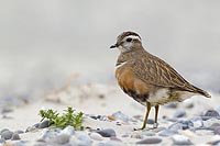 Mornellregenpfeifer verharrend