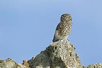 Steinkauz auf Stein sitzend