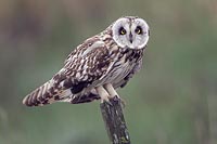 Sumpfohreule zwinkernd