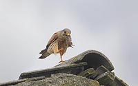 Turmfalke mit Maus auf Dach