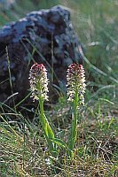 Brandknabenkraut 2 Stiele