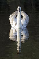 Hoeckerschwan junger v vorn