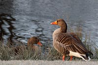 Graugans Paar am Ufer