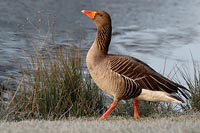 Graugans stolzer Ganter