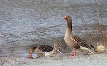 Graugans Paar am Wasser