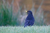 Amsel Maennchen Uferkante