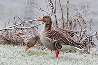 Graugans Paar Rauhreif  Ufer