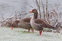 Graugans Paar grasend Rauhreif