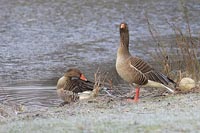 Graugans Paar aufmerksamm