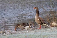 Graugans Paar Ufer trinkend
