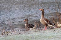 Graugans Paar Ufer wachsam