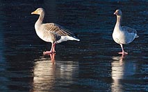 Grauganspaar auf Eis Spotlicht