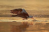 Graugans startend Gegenlicht