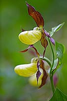 Frauenschuh hintereinander