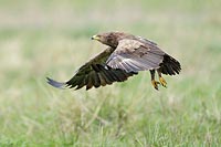 Schreiadler auffliegend