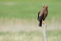 Schreiadler Ansitzjagd