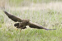 Schreiadler beim Starten