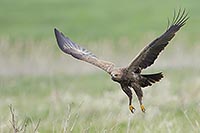 Schreiadler startend Wiese