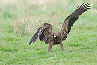 Schreiadler Fluegel aufgestell