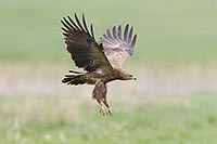 Schreiadler im Aktivflug