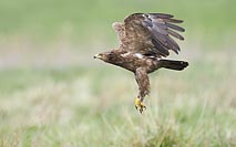 Schreiadler Startflug