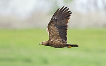 Schreiadler ueber Wiese