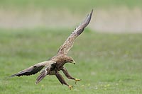 Schreiadler Landeanflug