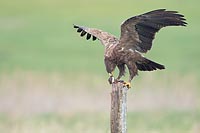 Schreiadler mit Mauswiesel