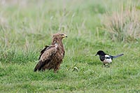 Schreiadler und Elster