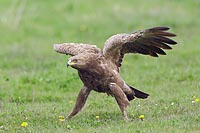 Schreiadler Imponierhaltung