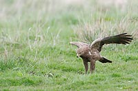 Schreiadler kroepfend