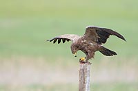 Schreiadler mit Beute