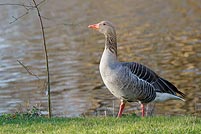 Graugans Ganter am Ufer